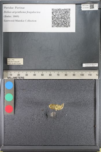 Media type: image;   Entomology 140084